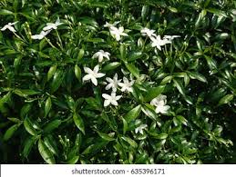 Image result for Tabernaemontana ventricosa