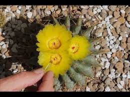 What are prickly pear cactus and prickly pear fruits? How To Pollinate A Cactus Flower And Watching Them Bloom Youtube