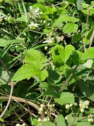 Image result for Clematis hirsuta