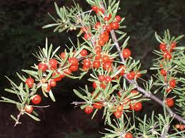 Image result for Lycium