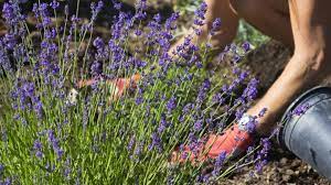 Lavendel schneiden, pflanzen und pflegen stand: Lavendel Pflanzen So Funktioniert S Brigitte De
