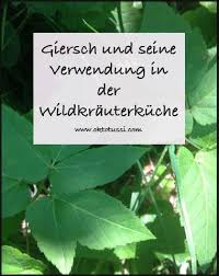 Der Giersch Und Seine Verwendung In Der Wildkrauterkuche Giersch Giersch Rezepte Wiesenkrauter