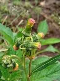 Image result for Crassocephalum crepidioides