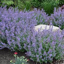 Catmints are dependable garden plantsprized for their profusion of flowers, longseason of bloom and handsome foliage.gardeners also favor catmints for their easyculture and landscape versatility. Cat S Meow Catmint Nepeta Faassenii Proven Winners