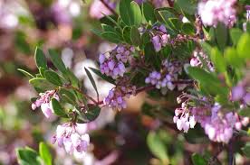 Image result for Hunteria densiflora