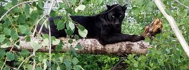 Based on the opinion of 2,264 people. The Wildcat Sanctuary Reviews And Ratings Sandstone Mn Donate Volunteer Review Greatnonprofits