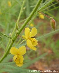 Image result for Chamaecrista grantii