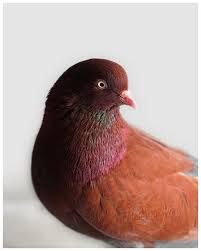 Unavailable Listing On Etsy Pigeon Pictures Teal Art Beautiful Birds