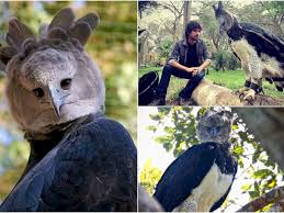 Burung elang vs macan tutul lihat juga video kami yang lain. Harpy Eagle Burung Elang Terbesar Di Dunia Seukuran Manusia Indozone Id