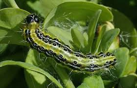 Pyrale Du Buis Traitements Naturels Jardin Remedes De Grand Mere Pyrale Du Buis Chenille Du Buis Insectes De Jardin