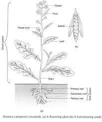 It involves only one flower. Mustard Mustard Seed Plant Plant Drawing Mustard Plant