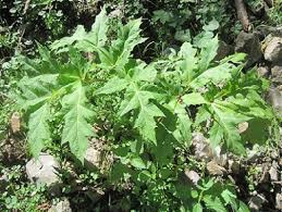 Scientificamente parliamo della heracleum mantegazzianum meglio conosciuta con il nome di panace di mantegazzi o panace gigante. Panace Di Mantegazza O Panace Gigante Bosco Legno Malghe Amministrazione Provinciale Provincia Autonoma Di Bolzano Alto Adige