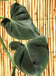 Philodendron Lupinum Corrugated Leaf Plant On Totem The Philodendron Guru Philodendron Plants Plant Sale