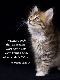 Uber Die Freundschaft Einer Katze Katzen Katzenspruche Spruch Katze