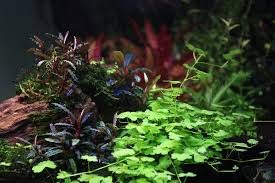 Image result for Hydrocotyle