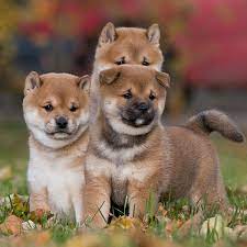 (1 red, one cream, and 1 red and white…. 1 Shiba Inu Puppies For Sale In Chicago Il Uptown