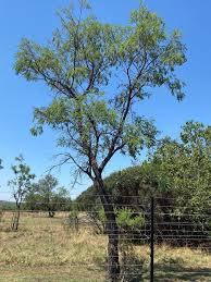 Image result for Acacia kirkii