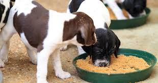 Umpan Untuk Anak Anjing Yang Besar Dan Kecil Yang Lebih Baik