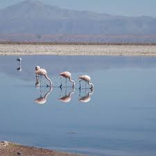 Chile landschaft anden atacama natur. Bildergalerie Von Chile Vom Norden Bis Patagonien