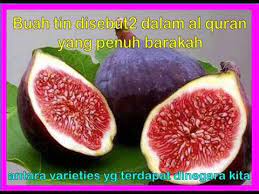 Sini saya memberikan sedikit cara menanam pokok tin dari keratan batang yang kita beli atau kita potong dari pokok tin asal. Jenis Jenis Buah Tin Youtube