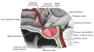 We did not find results for: Pituitary Gland Wikipedia