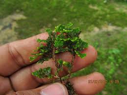 Image result for Selaginella imbricata