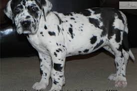 Why buy a great dane puppy for sale if you can adopt and save a life? Beautiful Euro Harlequin Great Dane Great Dane Puppy Dane Puppies Great Dane