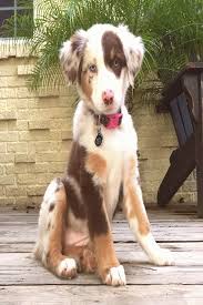 australian shepherd vraiment tres mignon sevimli kopek yavrulari bebek kopekler hayvan bebekler
