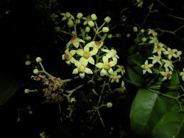 Image result for Trichilia capitata