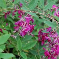 Image result for Indigofera transvaalensis