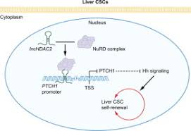 Liver and spleen cancer average cost. The Long Non Coding Rna Lnchdac2 Drives The Self Renewal Of Liver Cancer Stem Cells Via Activation Of Hedgehog Signaling Journal Of Hepatology