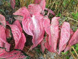 Caladium Variety Thai Beauty Pictured In Partial Shade Available Through Spaulding Bulb Farm Garden Gardening Ideas Tropical P Jardinagem Folhagem Folhas