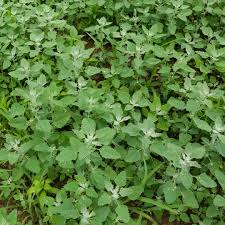 Image result for Chenopodium