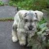 The schnoodle is a highly intelligent dog, that remains a playful part of the family their entire lifespan. Https Encrypted Tbn0 Gstatic Com Images Q Tbn And9gcqbj28oaar9wq0h58cwiahyoz4kjohvd0kulnry4knhdwgcgt4s Usqp Cau