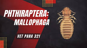 Image result for what do Mallophaga look like in dog fur