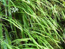 Image result for Blechnum punctulatum