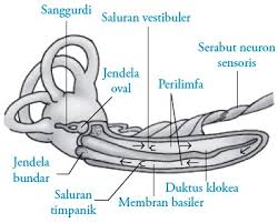 We did not find results for: Proses Mekanisme Pendengaran Pada Telinga Manusia