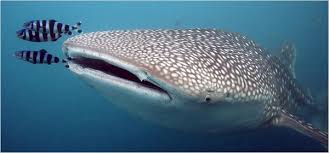 Georgia Aquarium Mourns Another Of Its Whale Sharks The New York Times