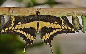 The giant swallowtail also has a horizontal yellow band across the wings. Swallowtail Butterfly Cocoons Free Photo On Pixabay