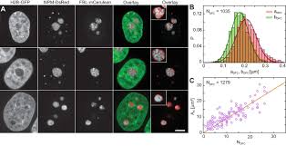 The nucleus is the main organelle of the cell that is surrounded by nuclear envelope. Nucleolar Dynamics And Interactions With Nucleoplasm In Living Cells Elife