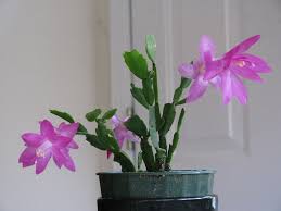 How to distinguish schlumbergera from easter cactus. How To Indentify And Care For A Easter Cactus