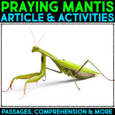The insect body has three main parts. Praying Mantis Activity Worksheets Teachers Pay Teachers