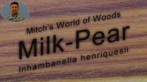 Image result for Inhambanella henriquesii