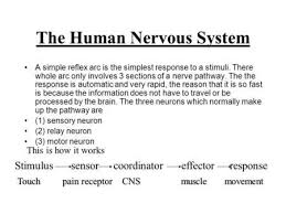 The Human Nervous System Aa Simple Reflex Arc Is The Simplest Response To A Stimuli There Whole Arc Only Invo Matter Lessons Human Nervous System Body Systems