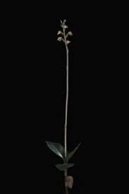 Image result for Zeuxine africana