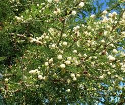 Image result for Acacia gerrardii