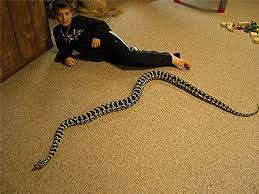 Blog Photo Of The Week Jungle Carpet Python Python Beautiful Snakes Snake