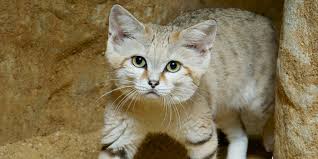 ‪Sand cat | Smithsonian's National Zoo and Conservation Biology Institute‬‏