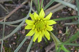 Image result for Geigeria burkei