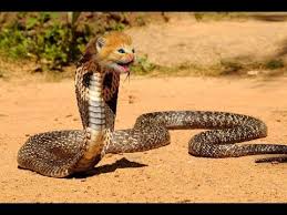 Kedilerin Yilanlar Karsisindaki Gucu Kedilerin Yilanlarla Atismalari King Cobra Yilanlar Surungenler